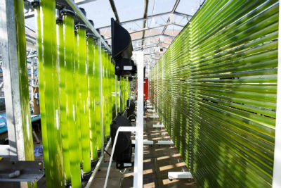 Algal Cultivation facility at Swansea University for web