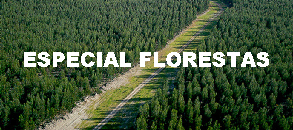 floresta