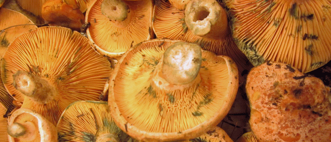 mushrooms 670