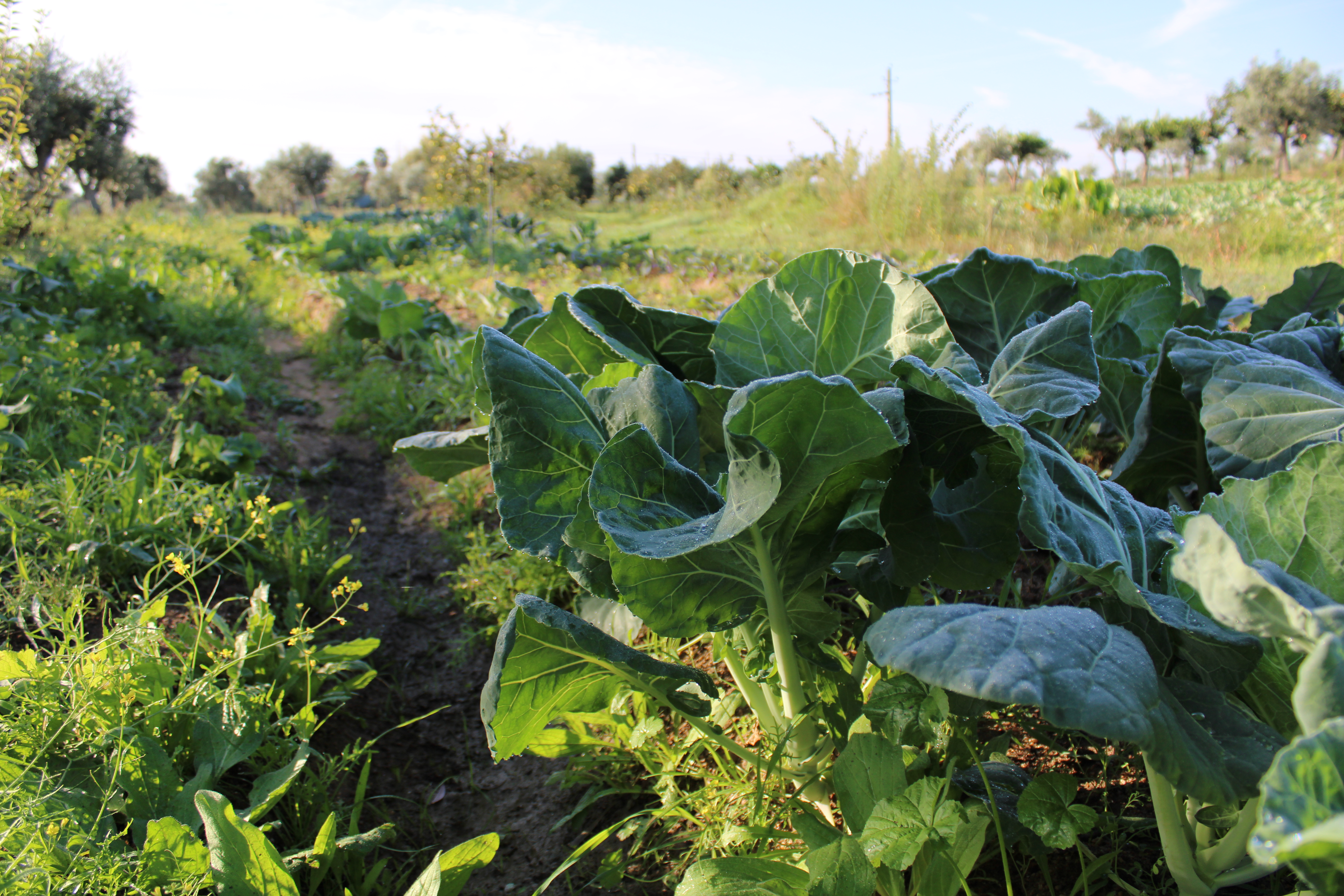 Alley cropping with crop rotation 1