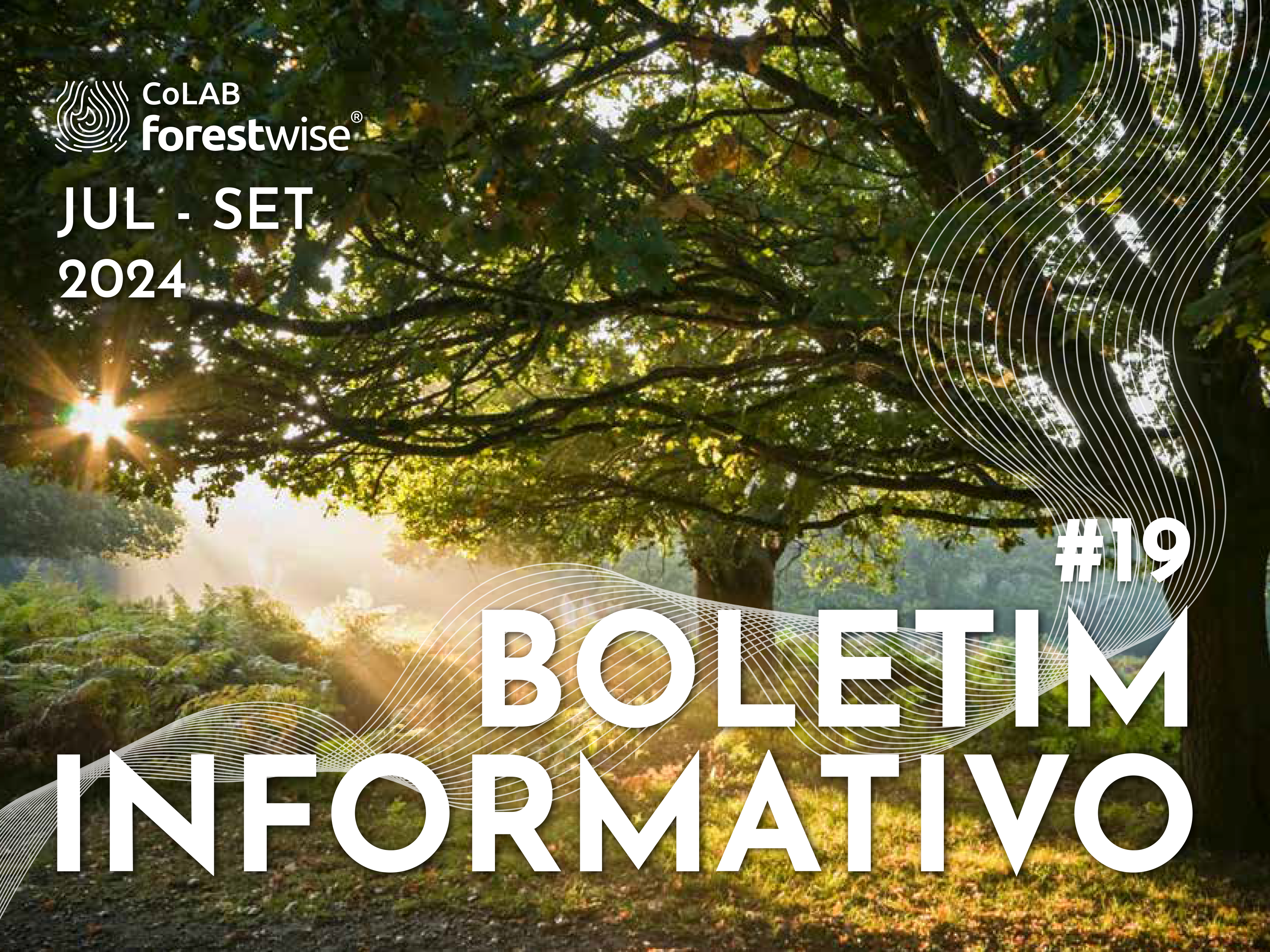 Boletim Informativo 19 CoLAB ForestWISE 1