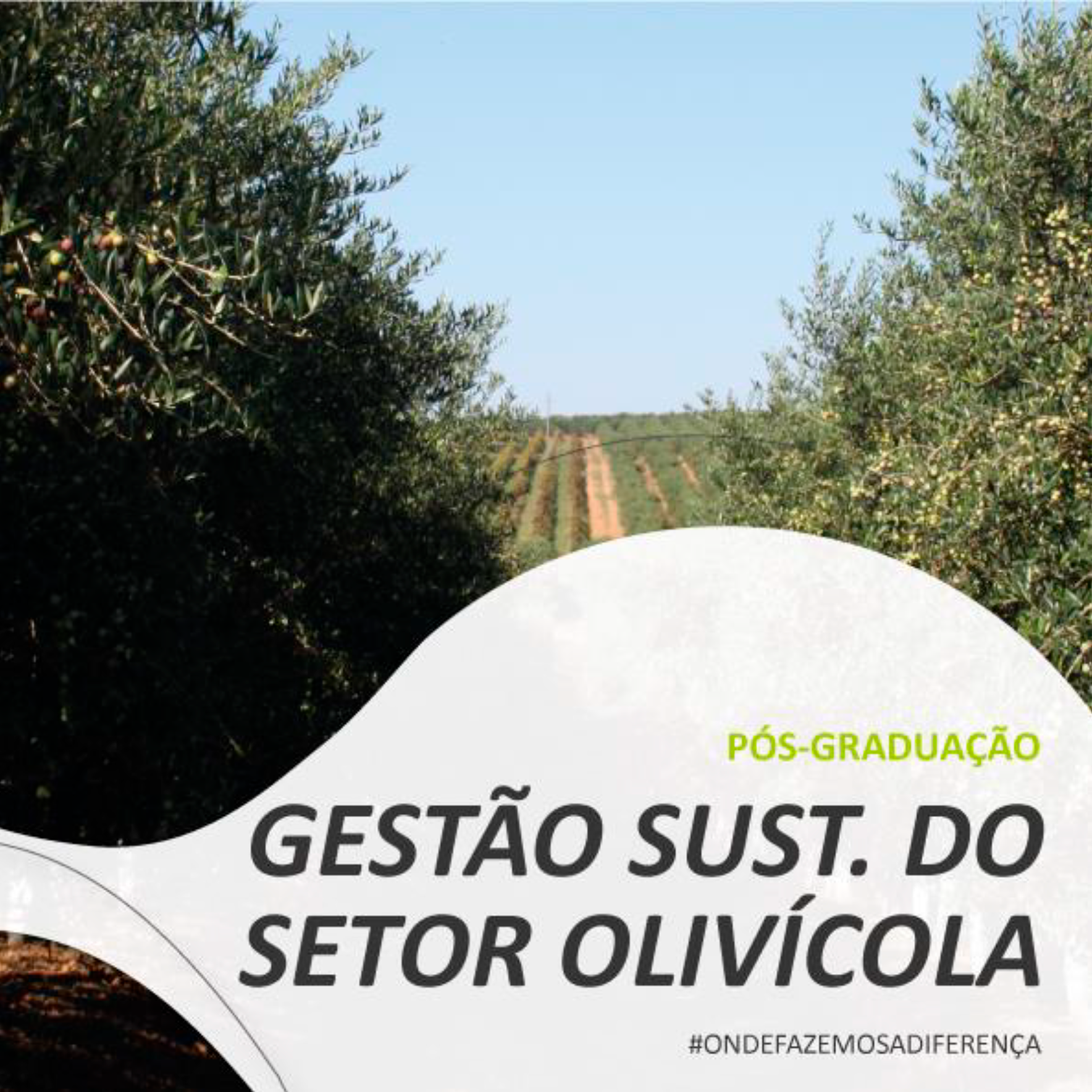 CI 2025 IPBeja com inscrições a decorrer para a 4ª edição da Pós Graduação Gestão Sustentável do Setor Olivícola 2