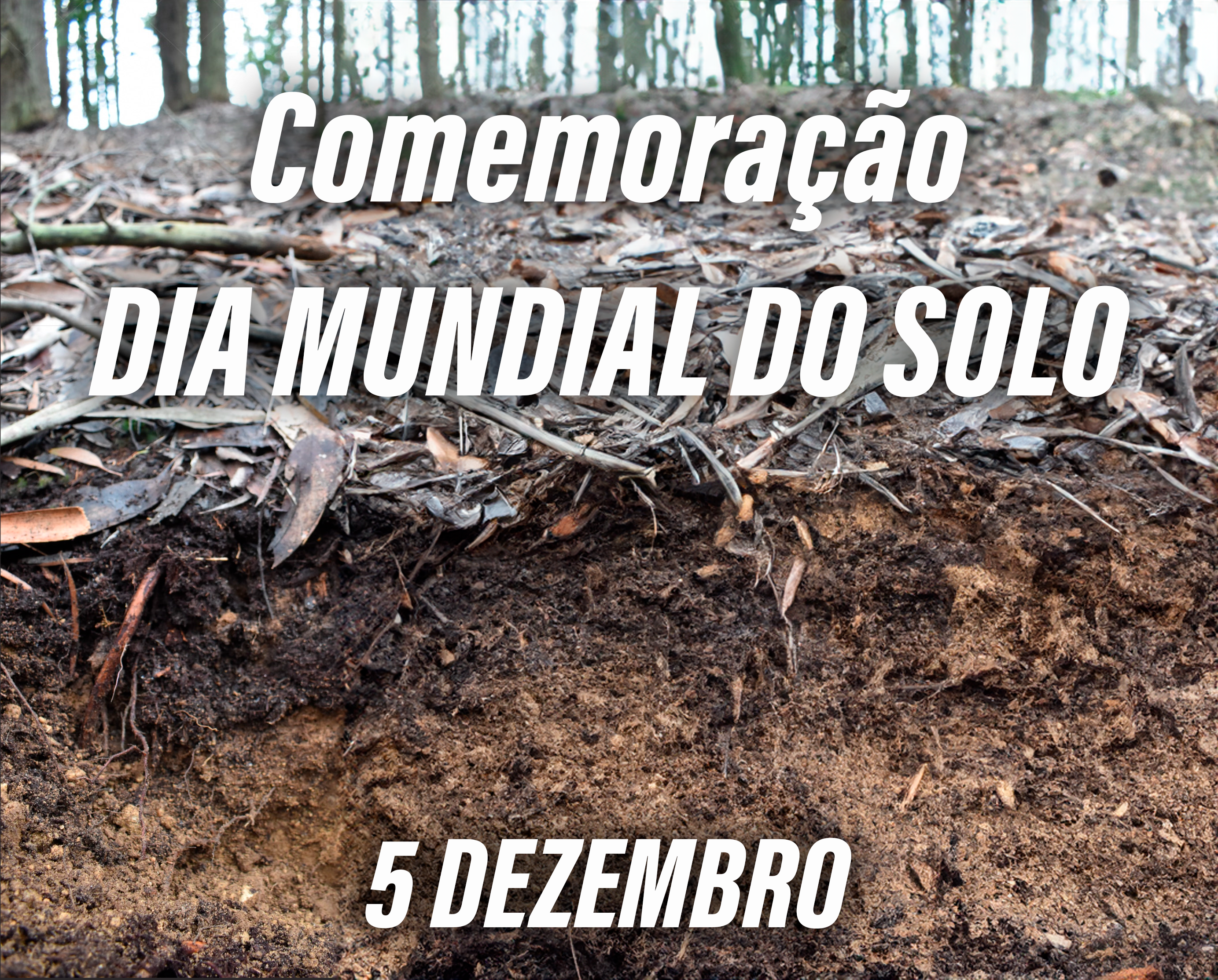 Cartaz DMSolo 05122024