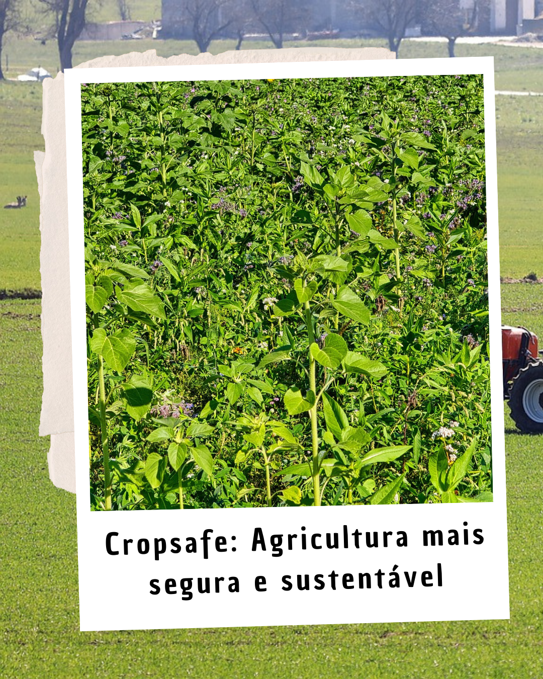 CropSafe IG FEED