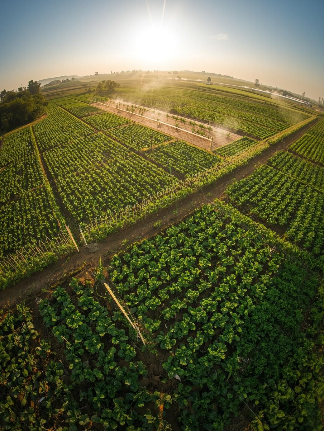 Gulbenkian apoia projetos agrícolas