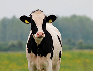 Milk cows