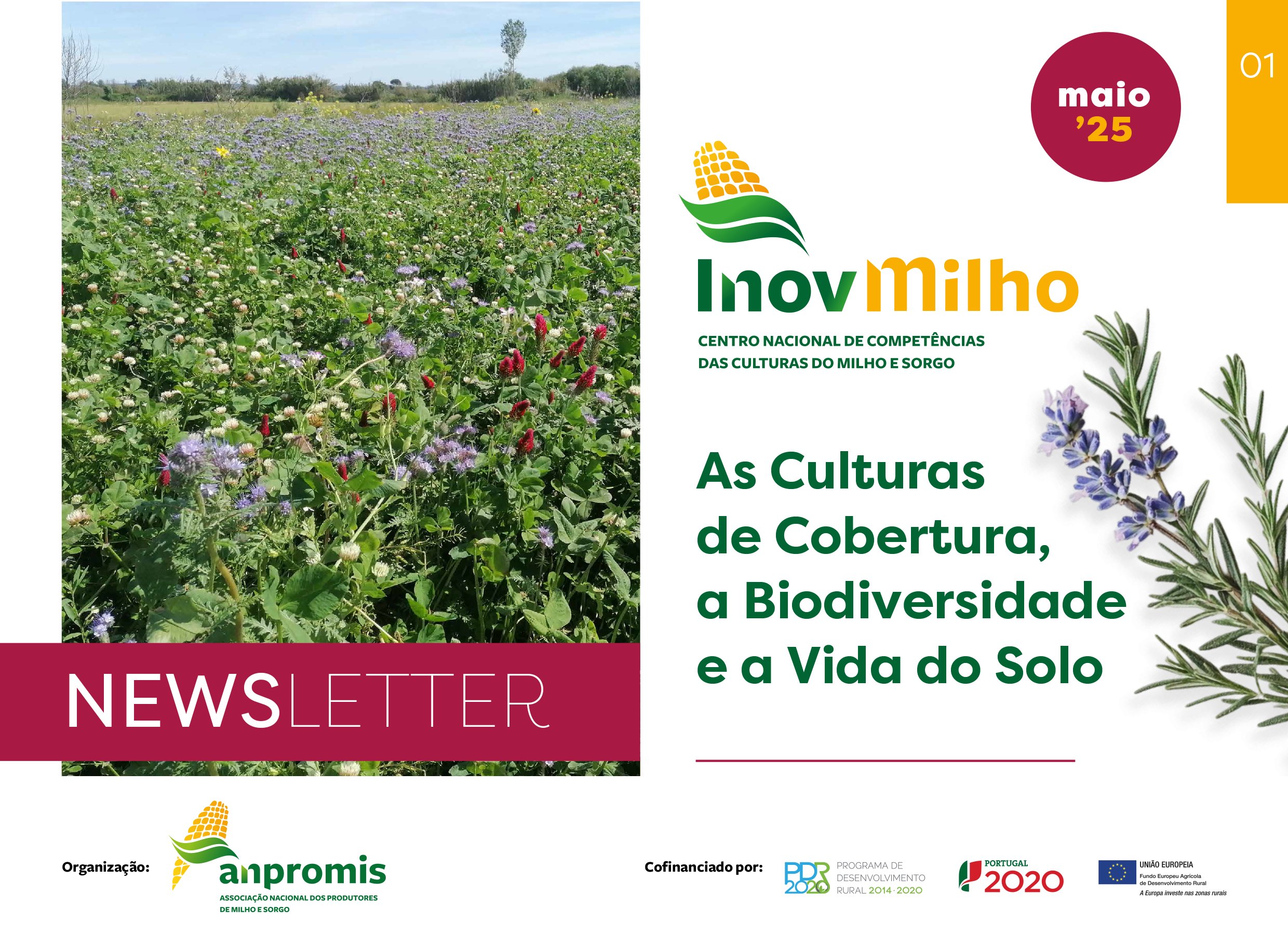 Newsletter As Culturas de Cobertura a Biodiversidade e a Vida do Solo 1