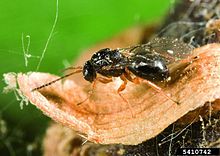 vespa do castanheiro