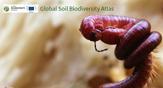 Atlas global da biodiversidade do solo