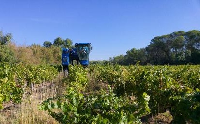 grape harvesting