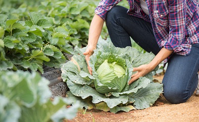 agricultura horticola