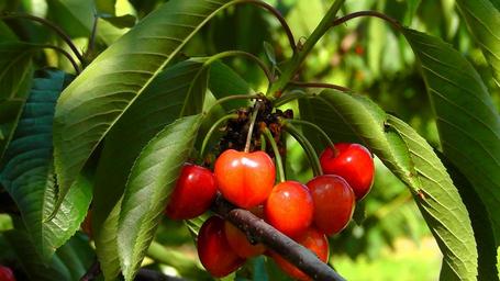 cherries fruits cherry red
