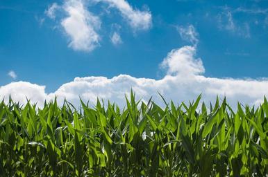 corn field blue sky