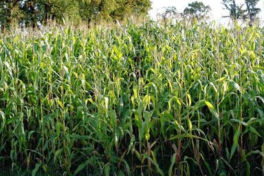 cornfield