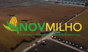 dia campo inovmilho