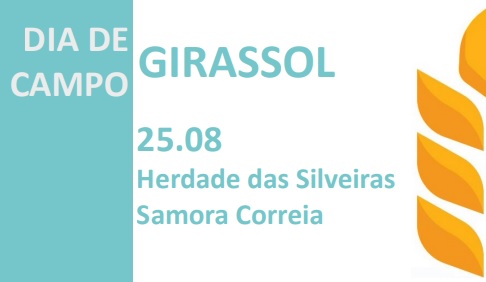 dia campo girassol sm