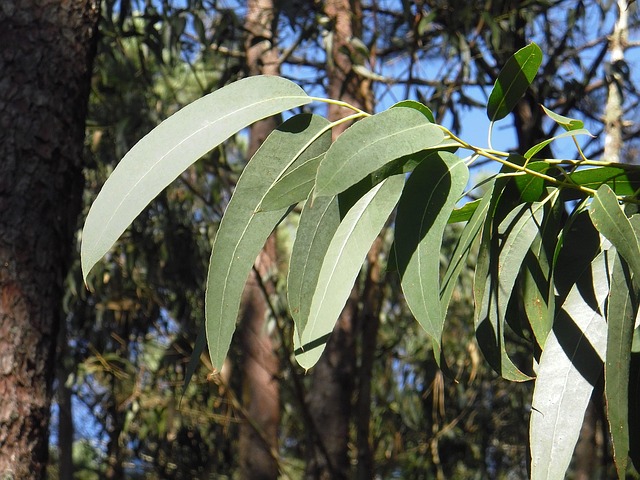 eucalyptus 2711285 640