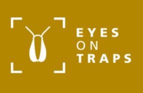 eyes on trap