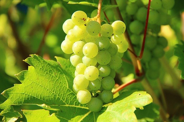 grapes 276070 640