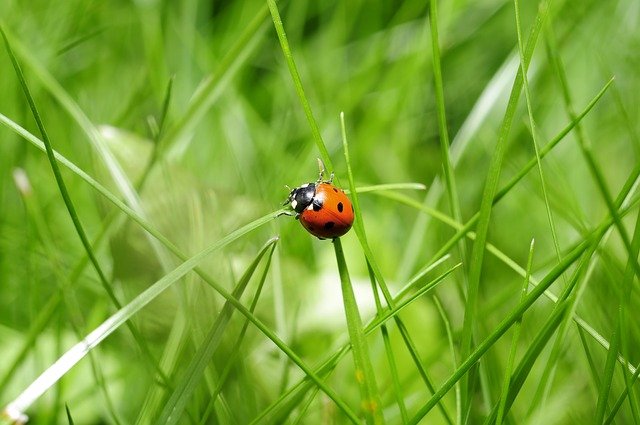 ladybug 796481 640