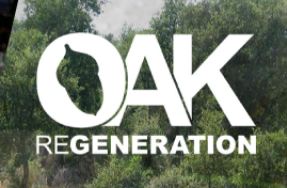 oak regeneration