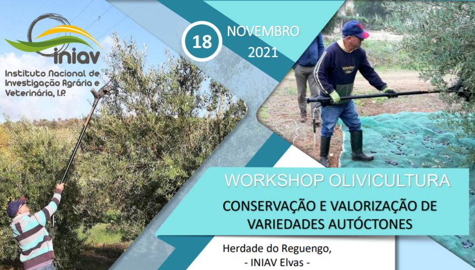 workshop olivivultura 18nov