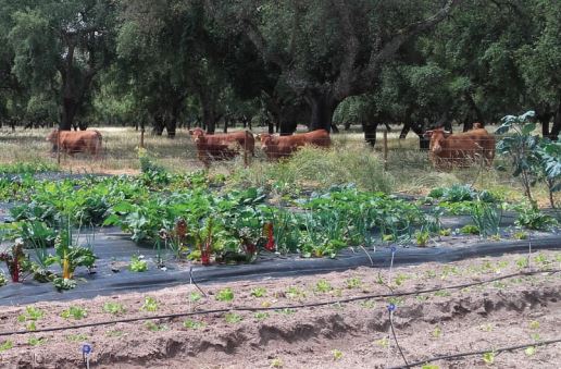 Agricultura familiar