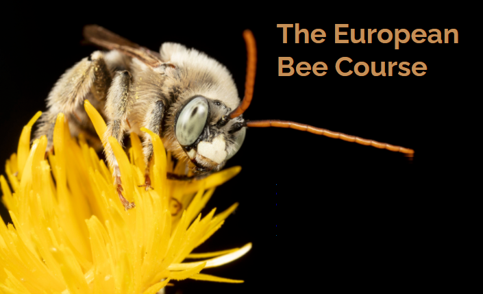 bee course