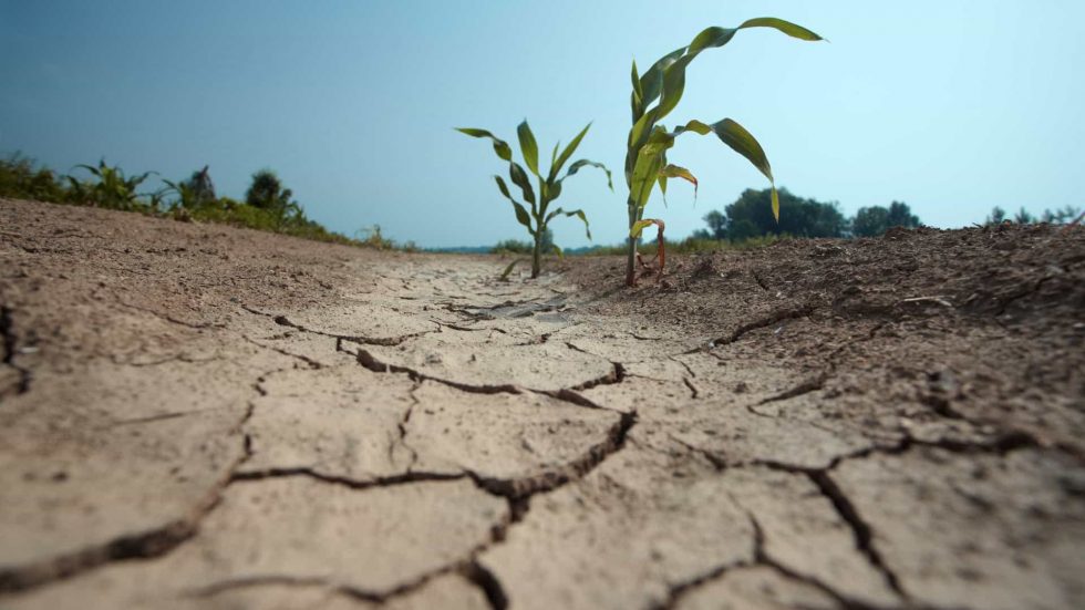 edicao genetica e alteracoes climaticas 980x551