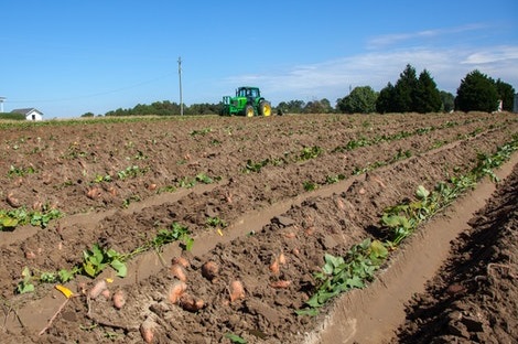 potato farming img