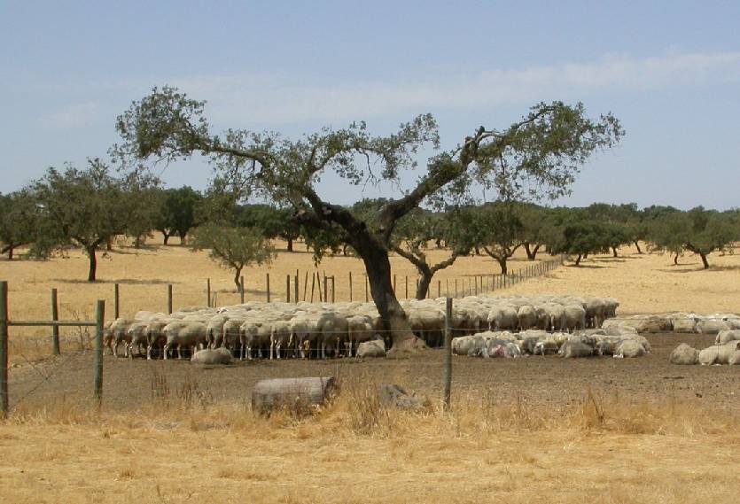 Ovelhas no campo