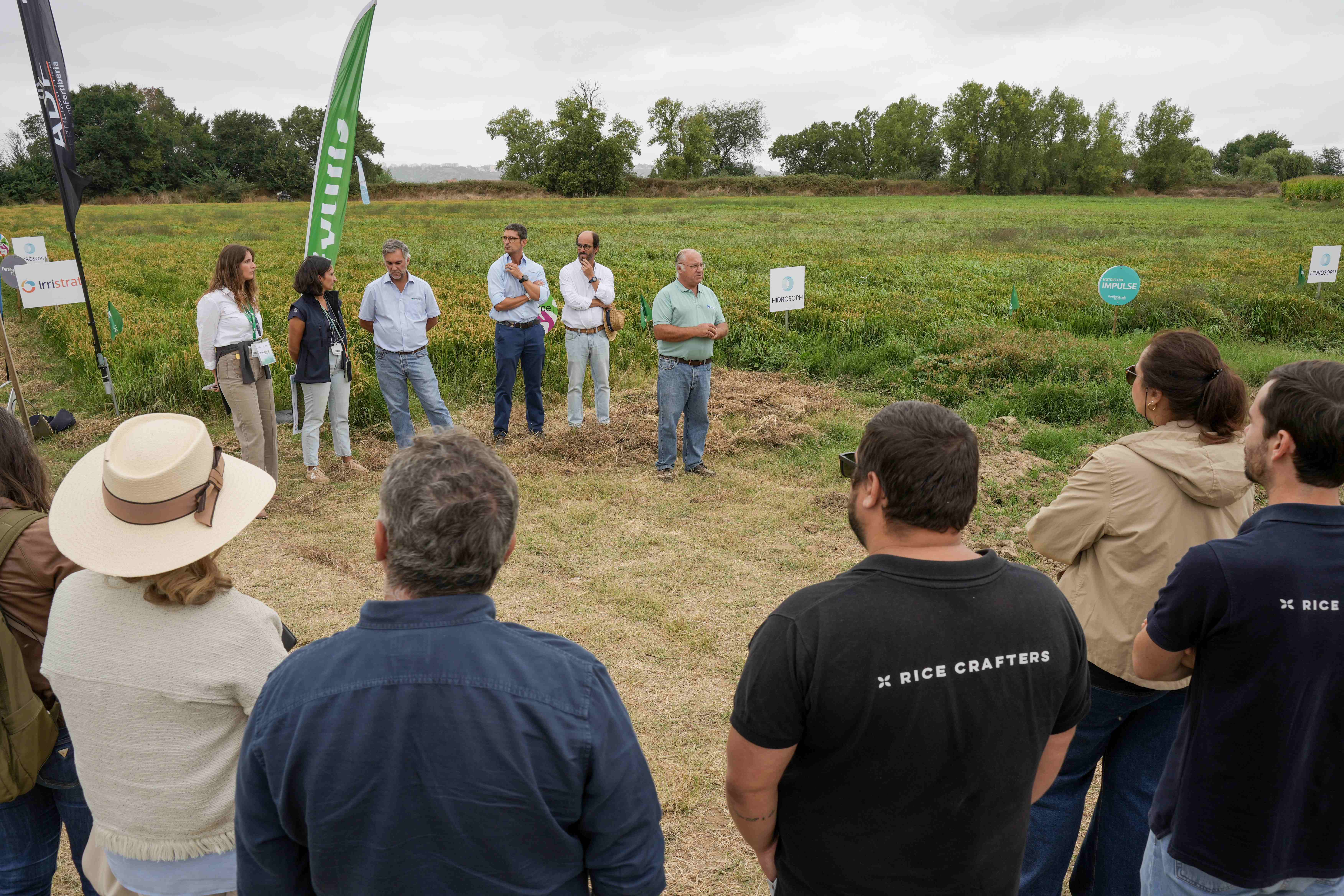 Campo demonstrativo arroz rega gota a gota Agroglobal 2025