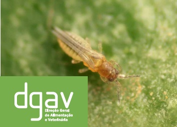 DGAV Scirtothrips aurantii