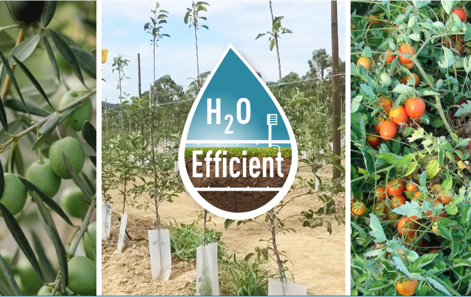 H2OEfficient