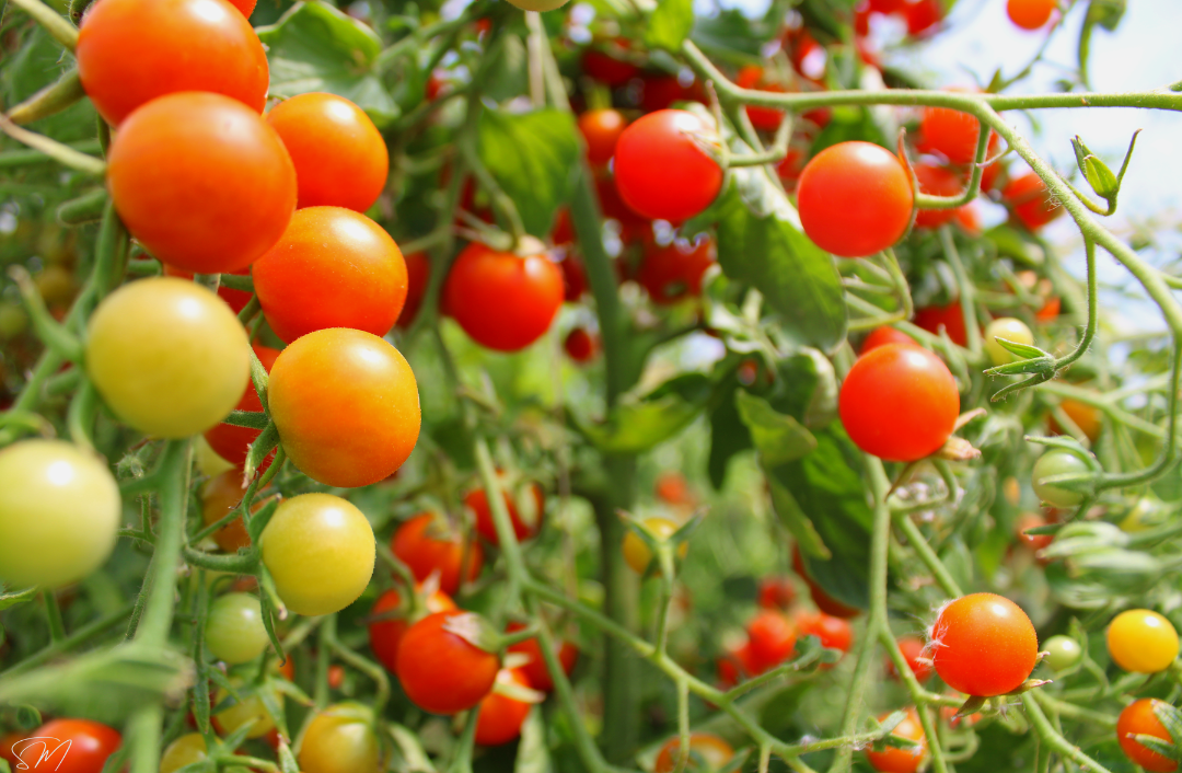Image Lançamento do Projeto Europeu POMATO para Combater Doenças Bacterianas em Culturas de Batata e Tomate