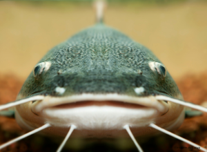 Siluro