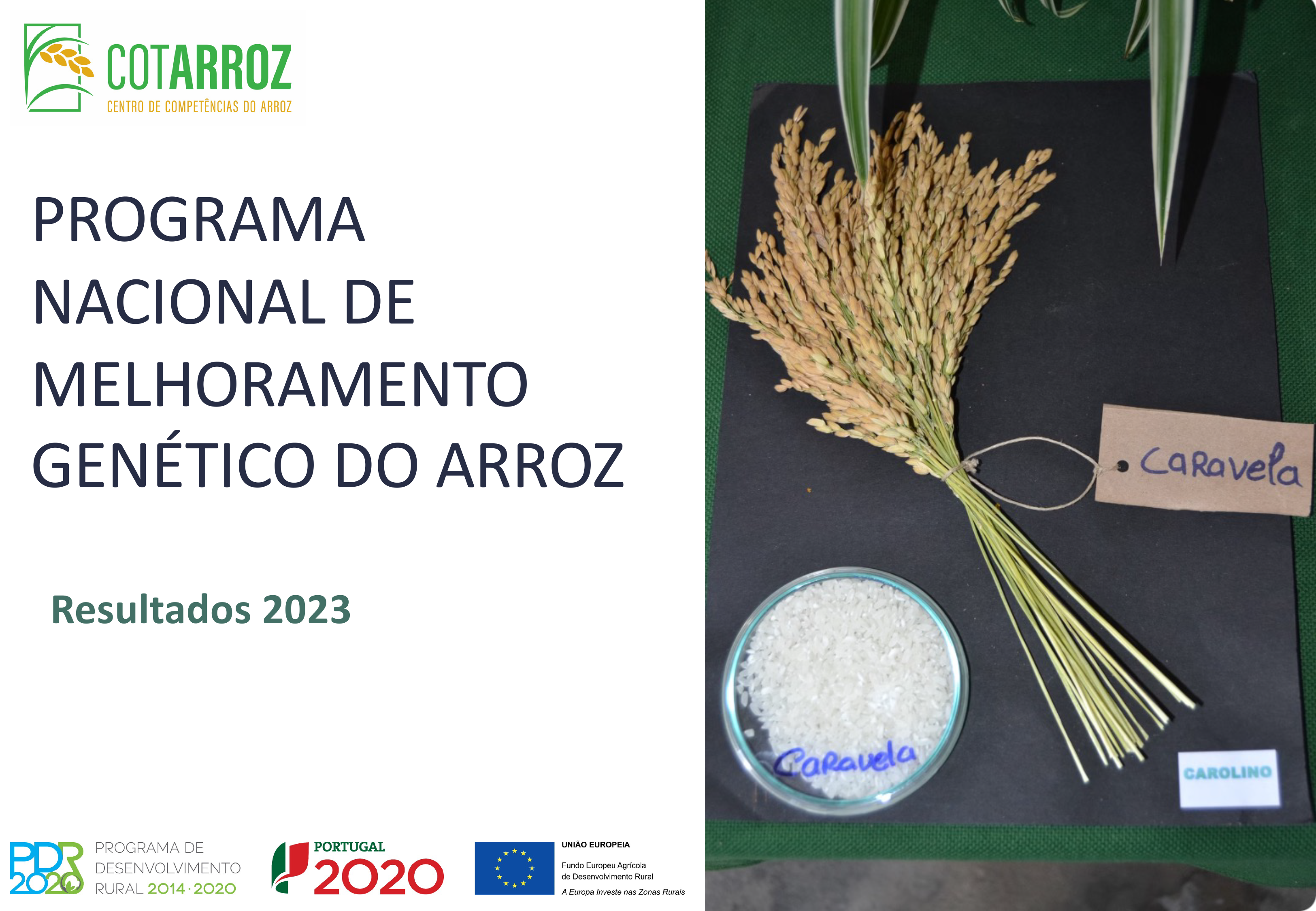 PROGRAMA NACIONAL DE MELHORAMENTO GENETICO DO ARROZ 1