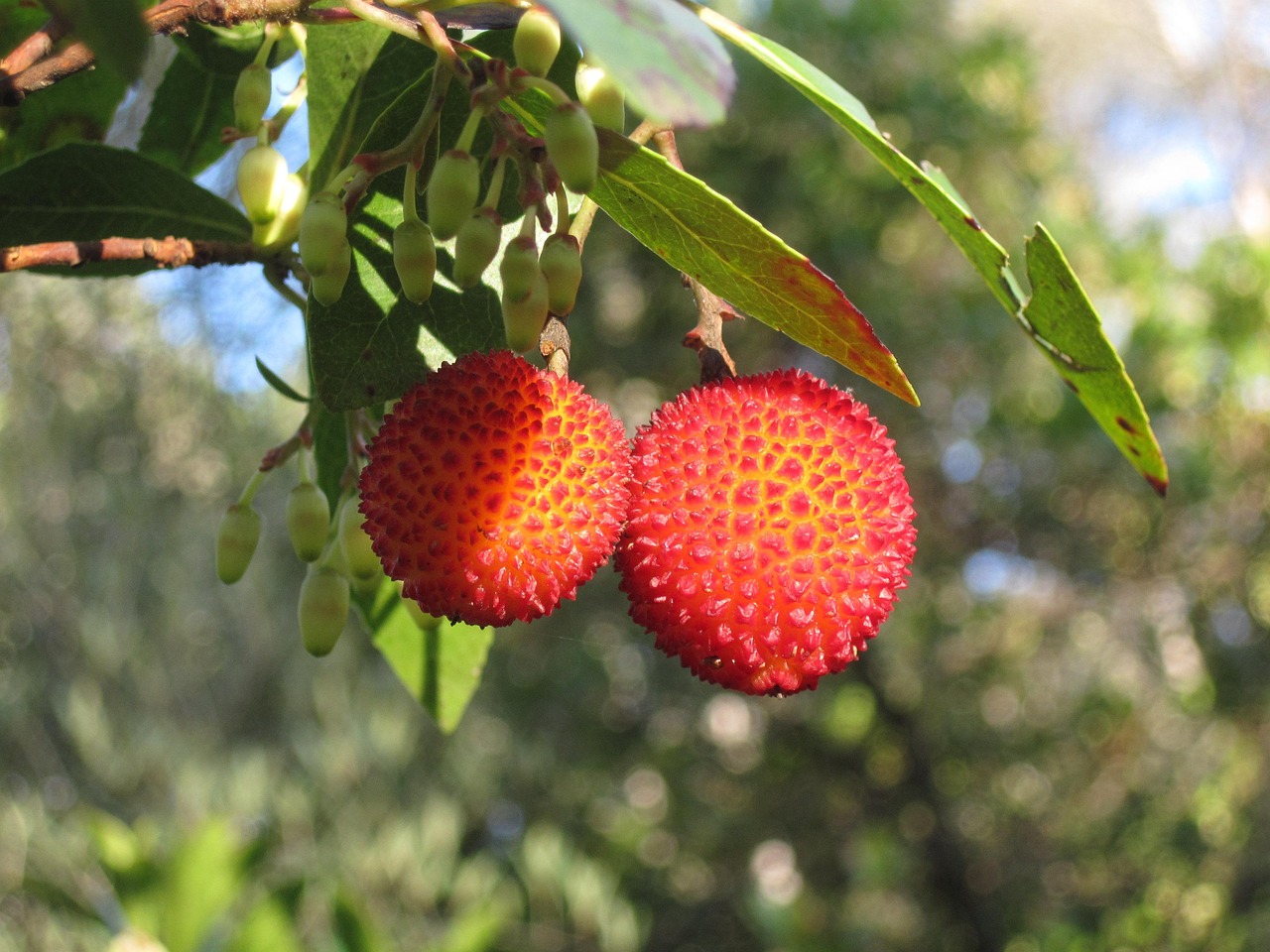 arbutus unedo 883824 1280