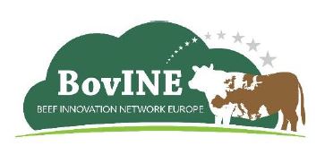 bovine