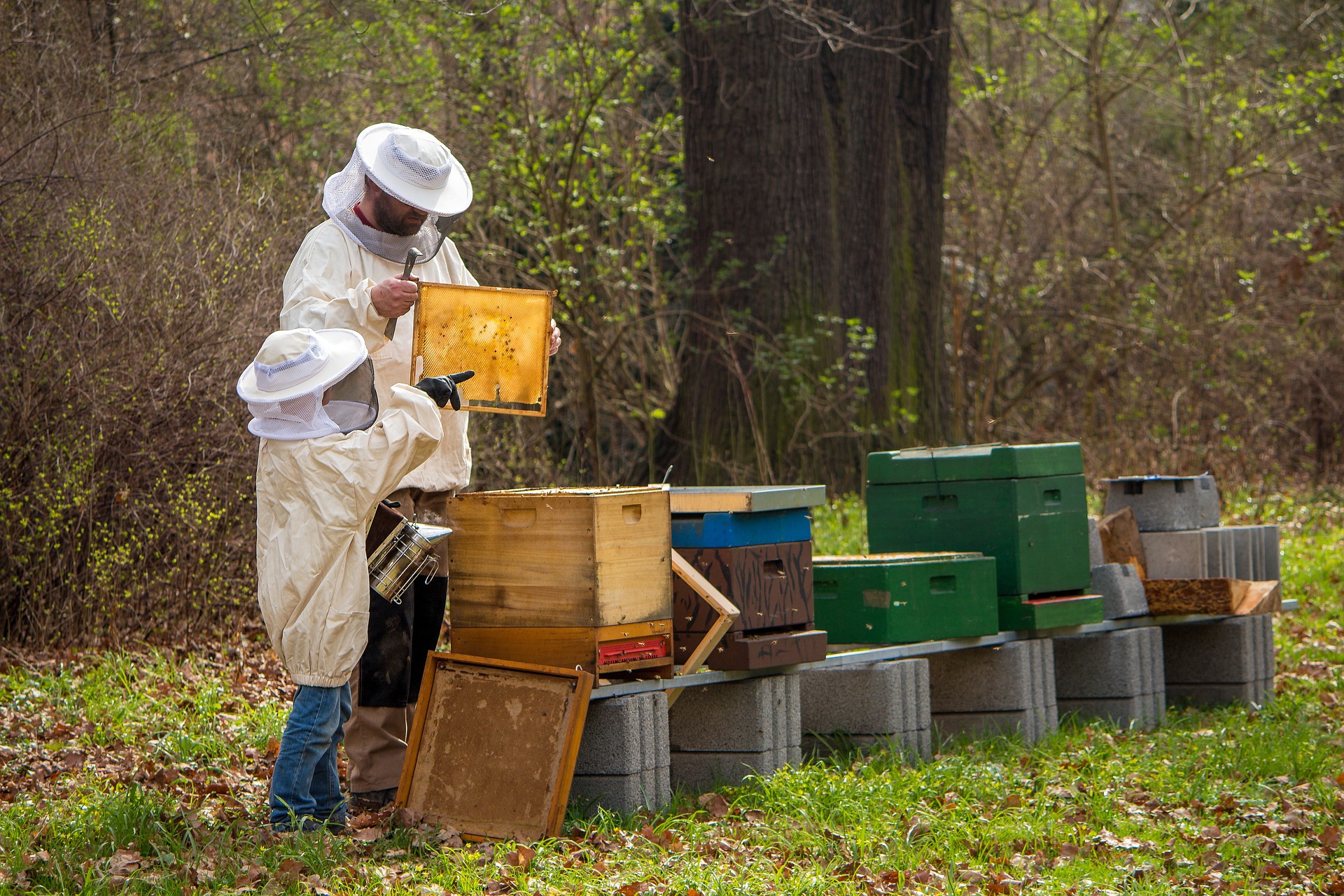 beekeeper 4426003 1920