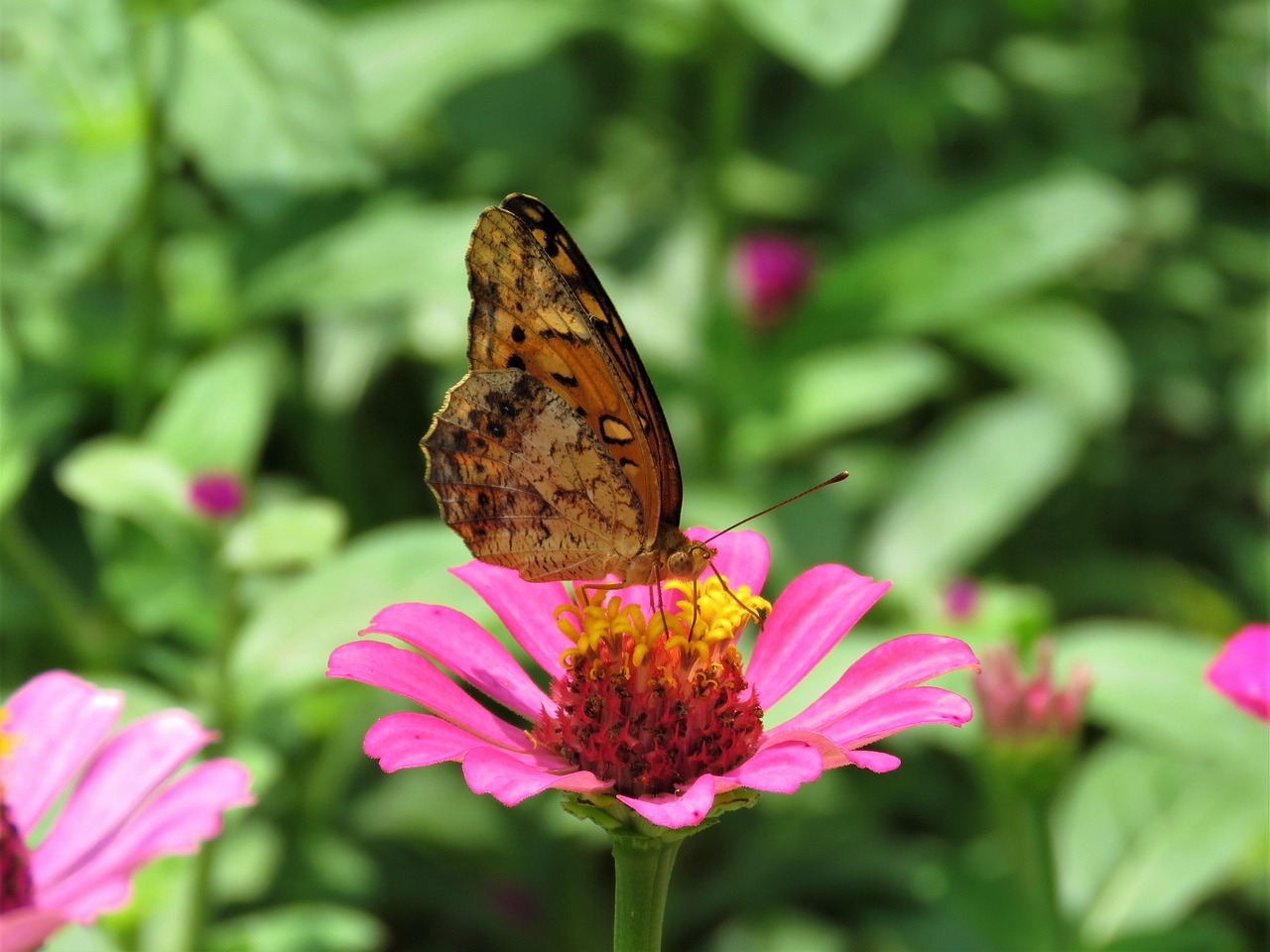 butterfly 2702609 1280