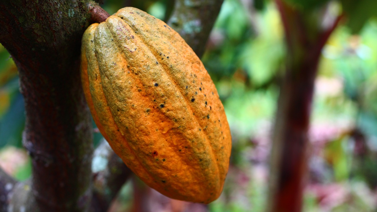 cocoa 1529746 1280