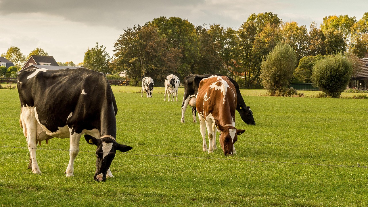 cows 5381601 1280