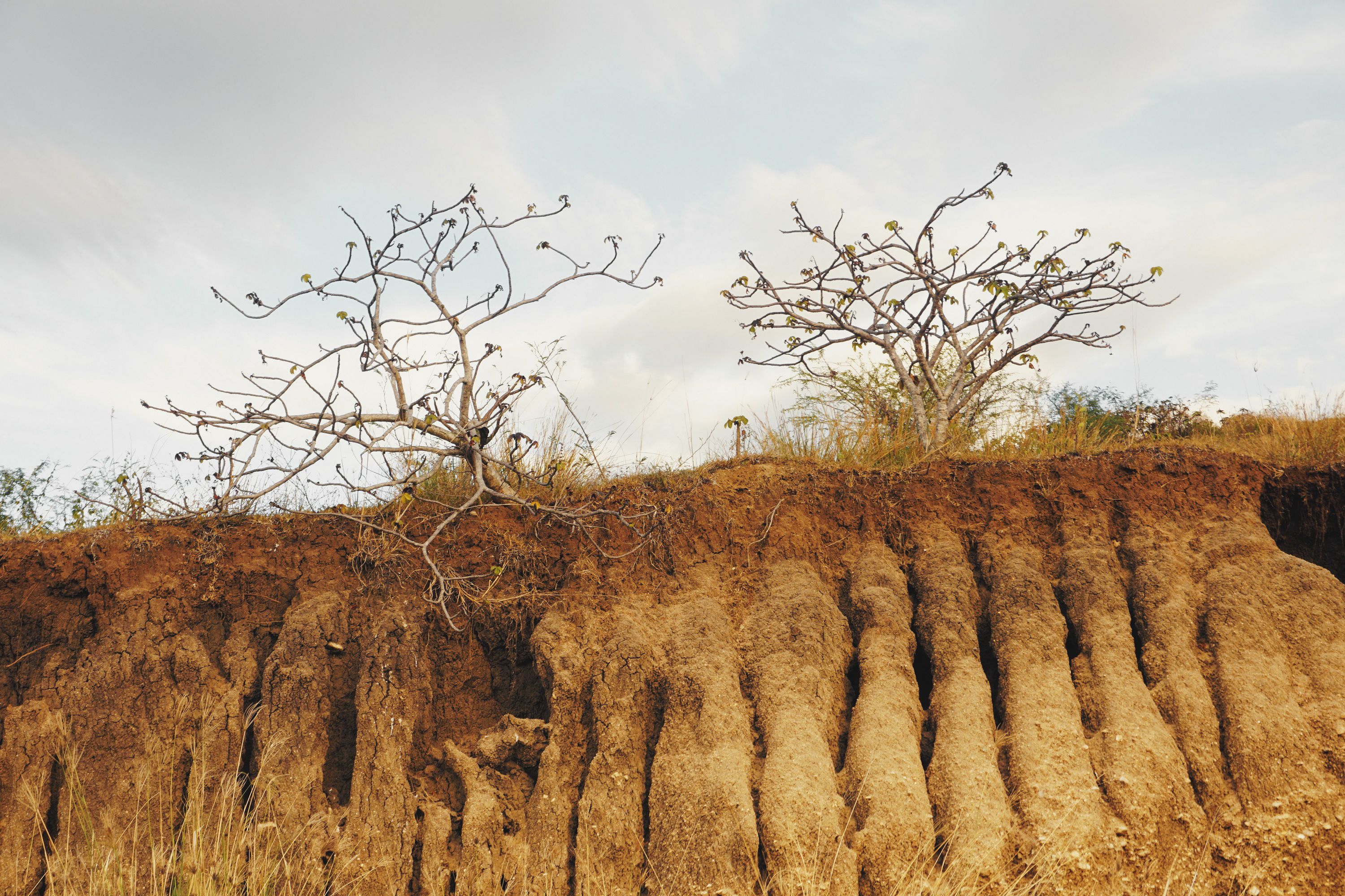desertificação