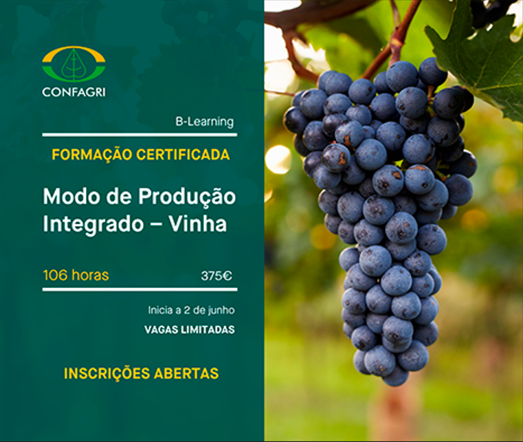 Vinha