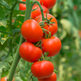 tomates 270x270