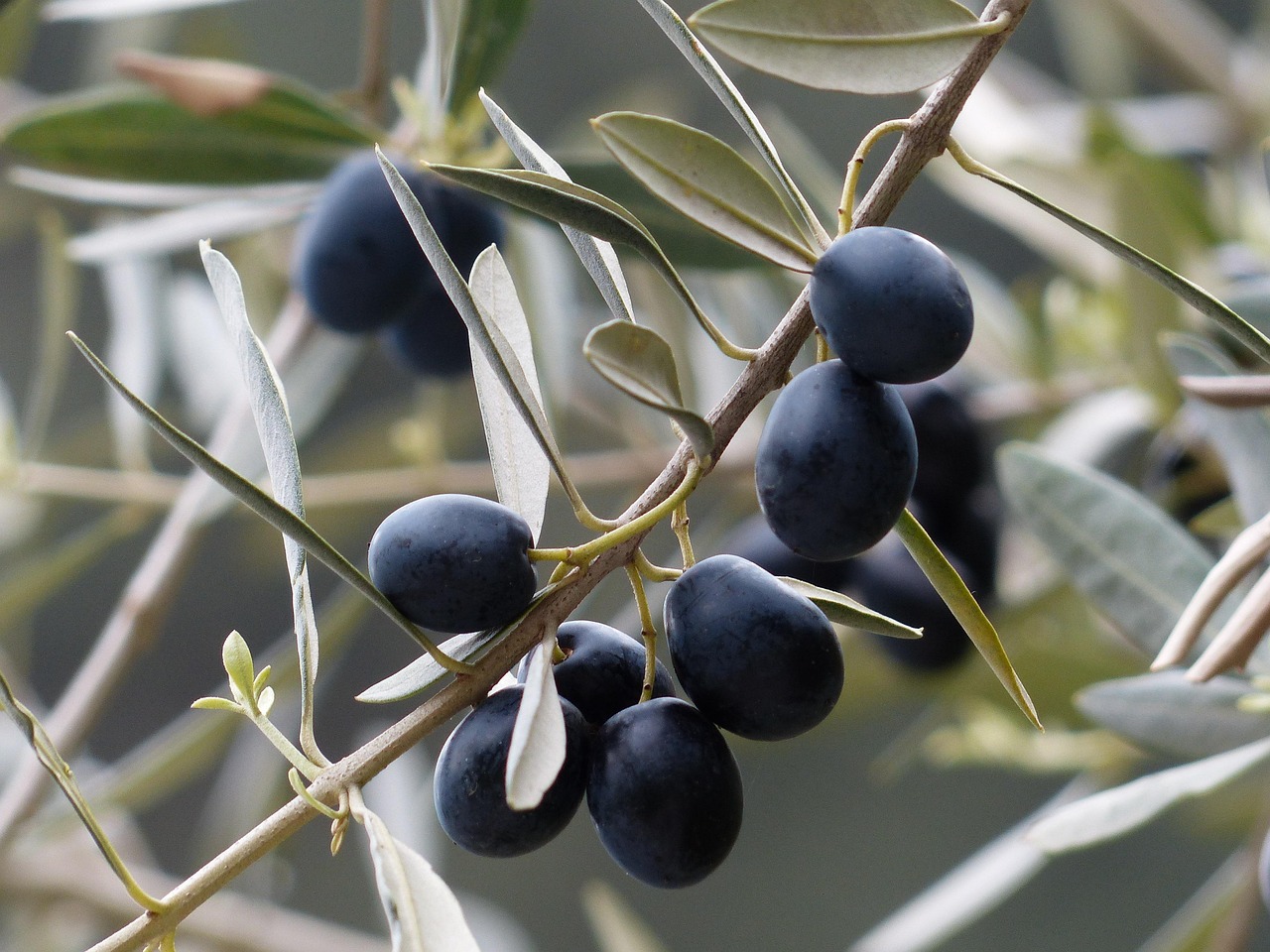 olives 357849 1280