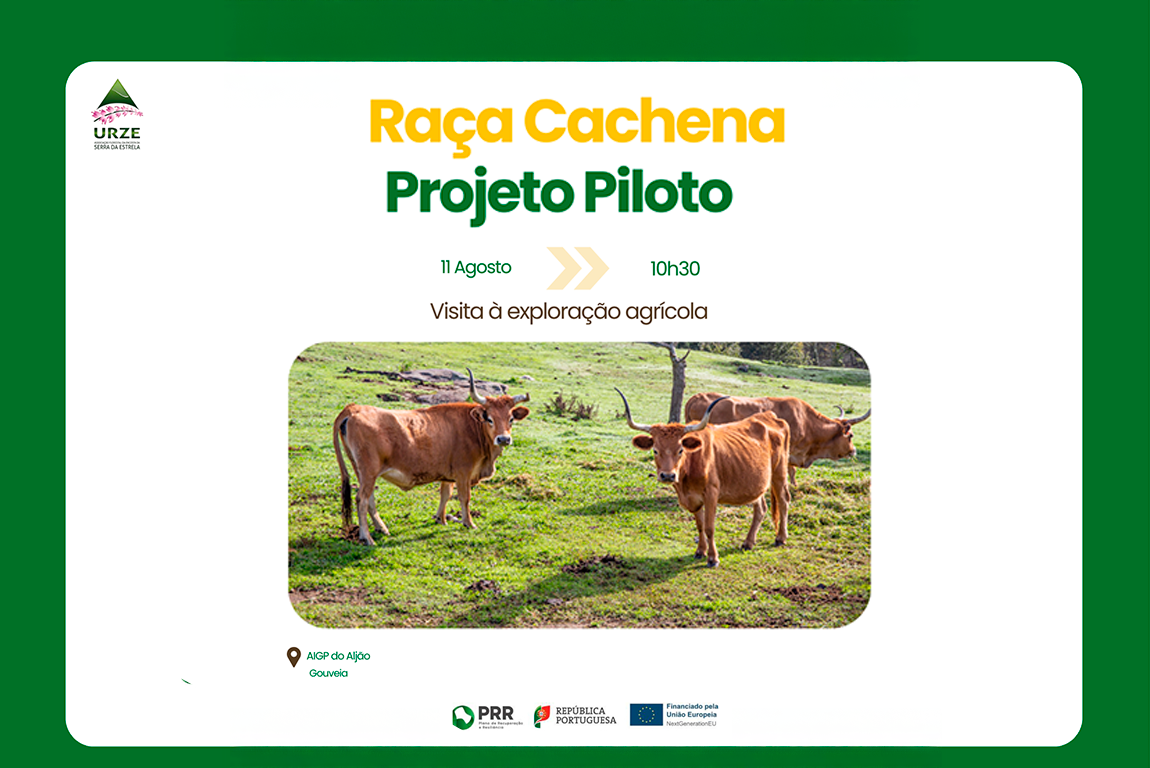 projeto urze