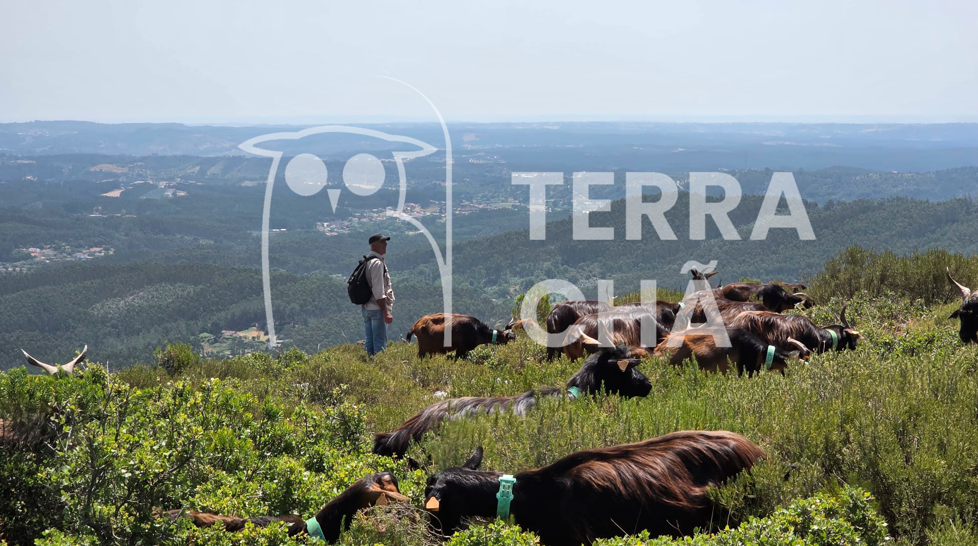 terra cha past noticia