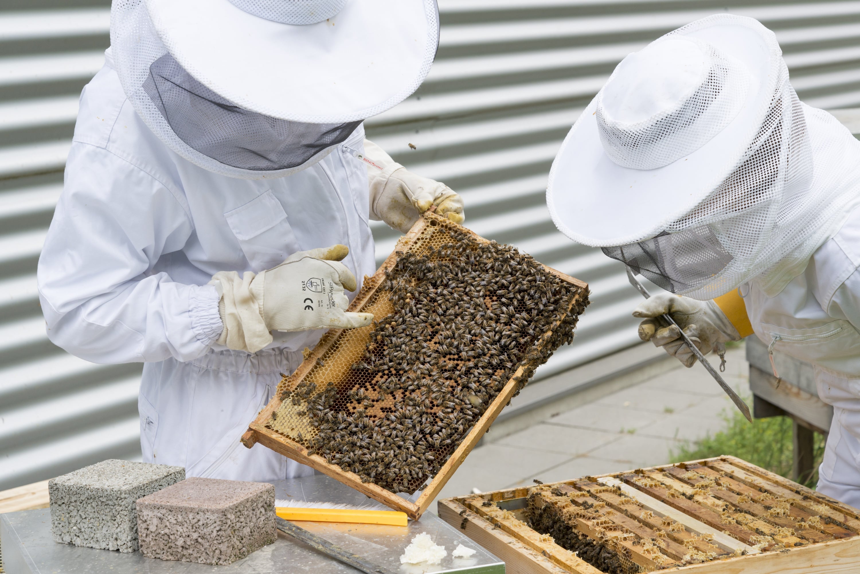 topp digital foto beekeeper 2650663